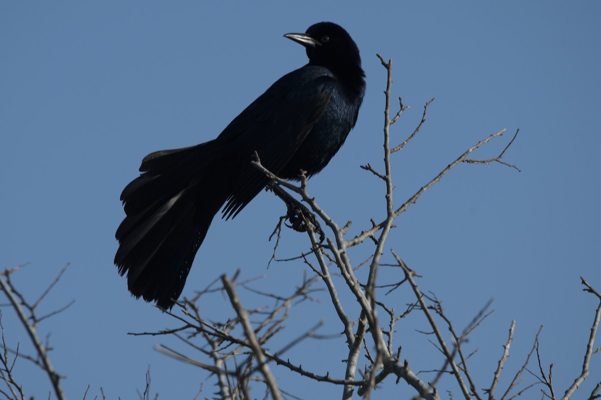 Boat-tailed Grackle - ML616968486