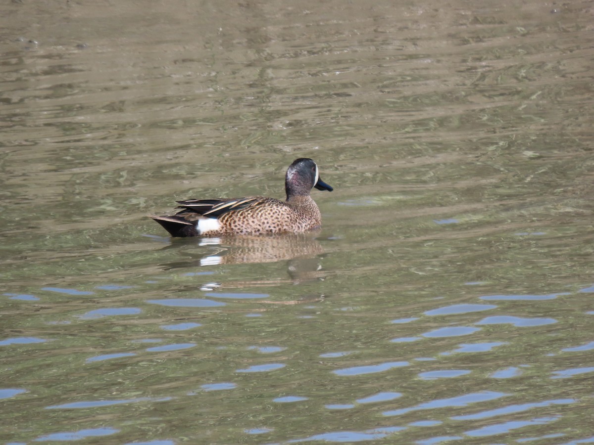 Blue-winged Teal - ML616968520