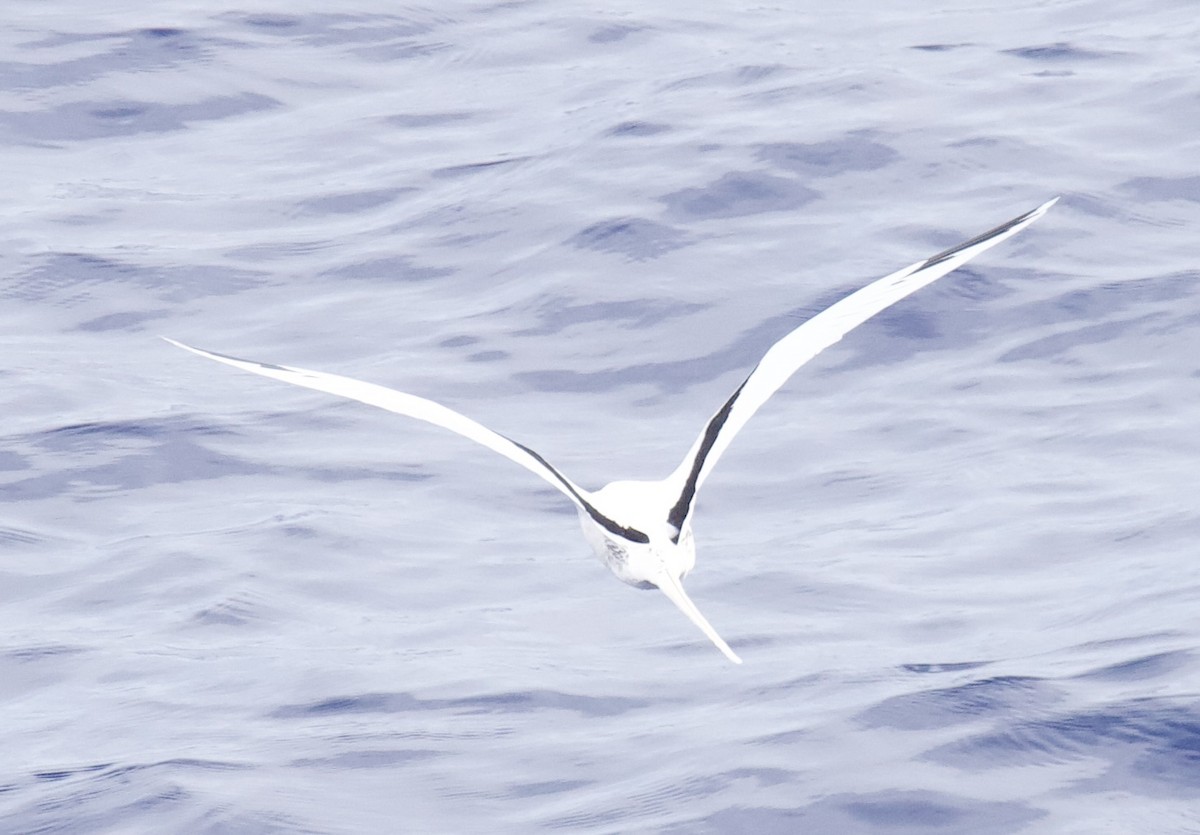 White-tailed Tropicbird - ML616968636
