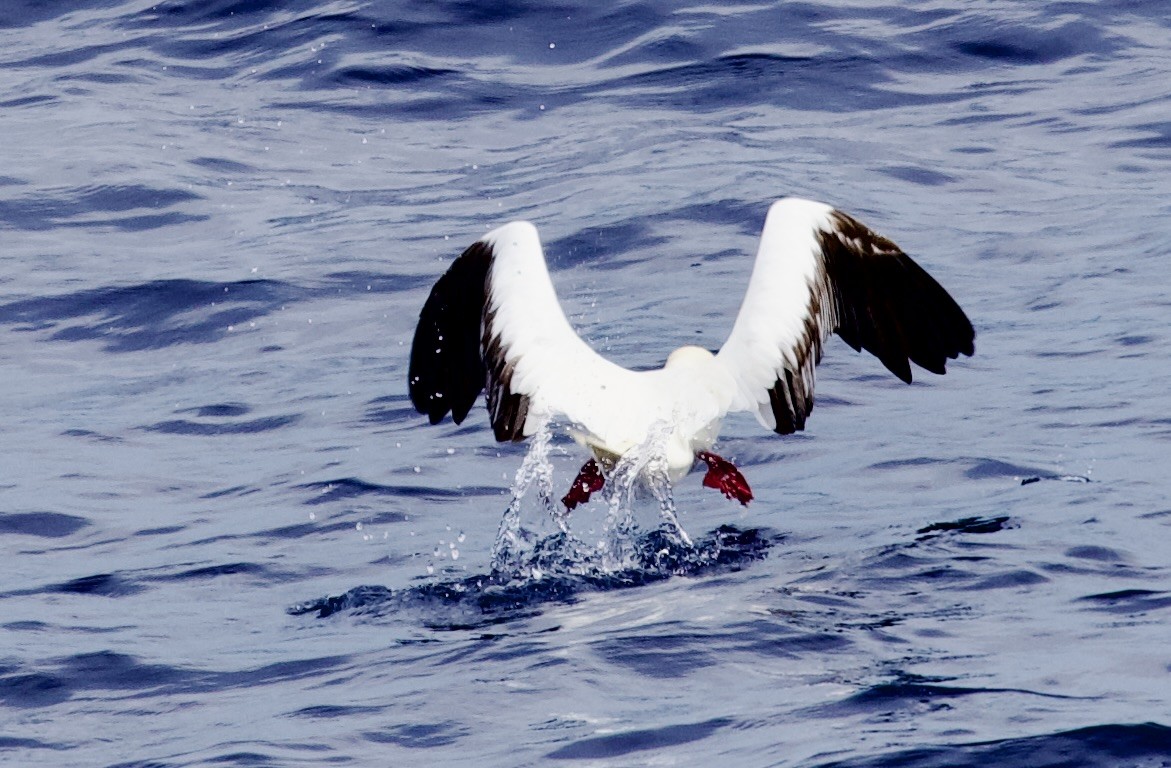 Red-footed Booby - ML616968653