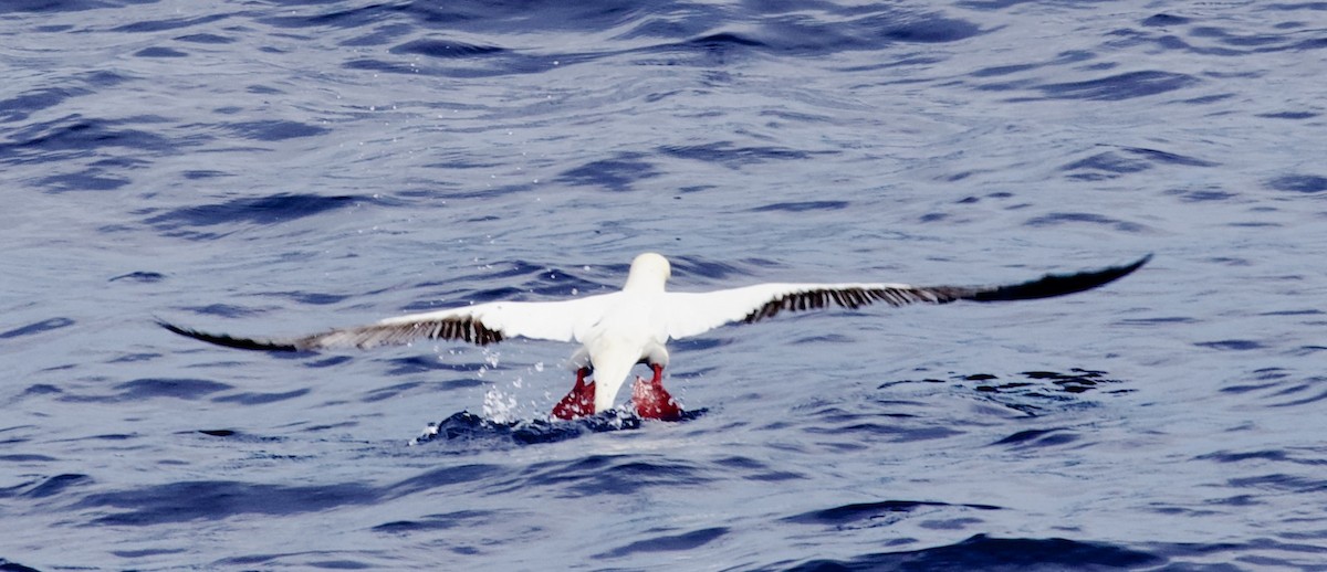 Red-footed Booby - ML616968654