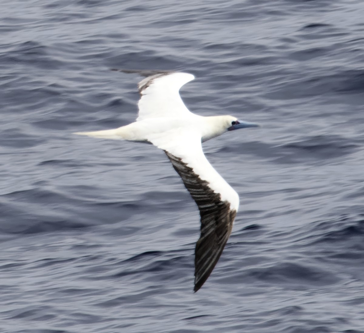 Red-footed Booby - ML616968655