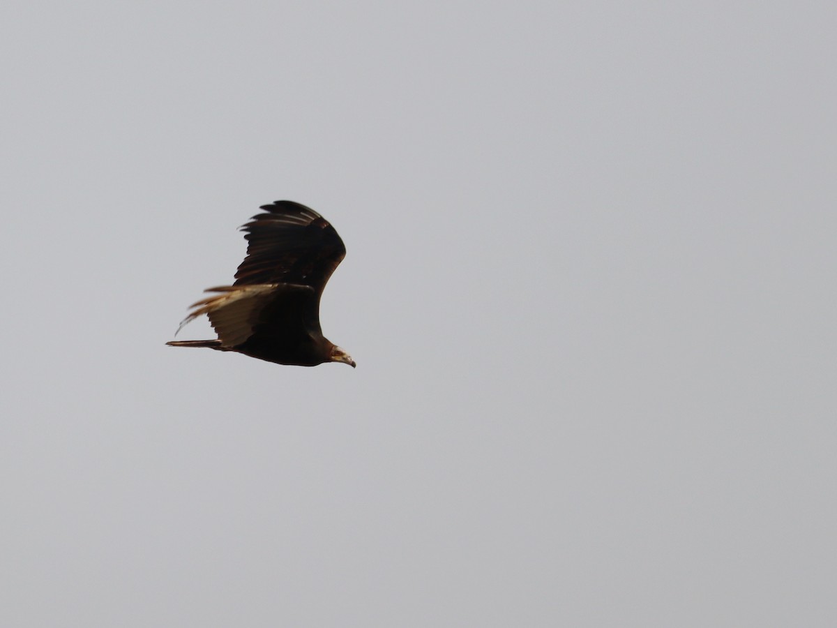 Lesser Yellow-headed Vulture - ML616968707
