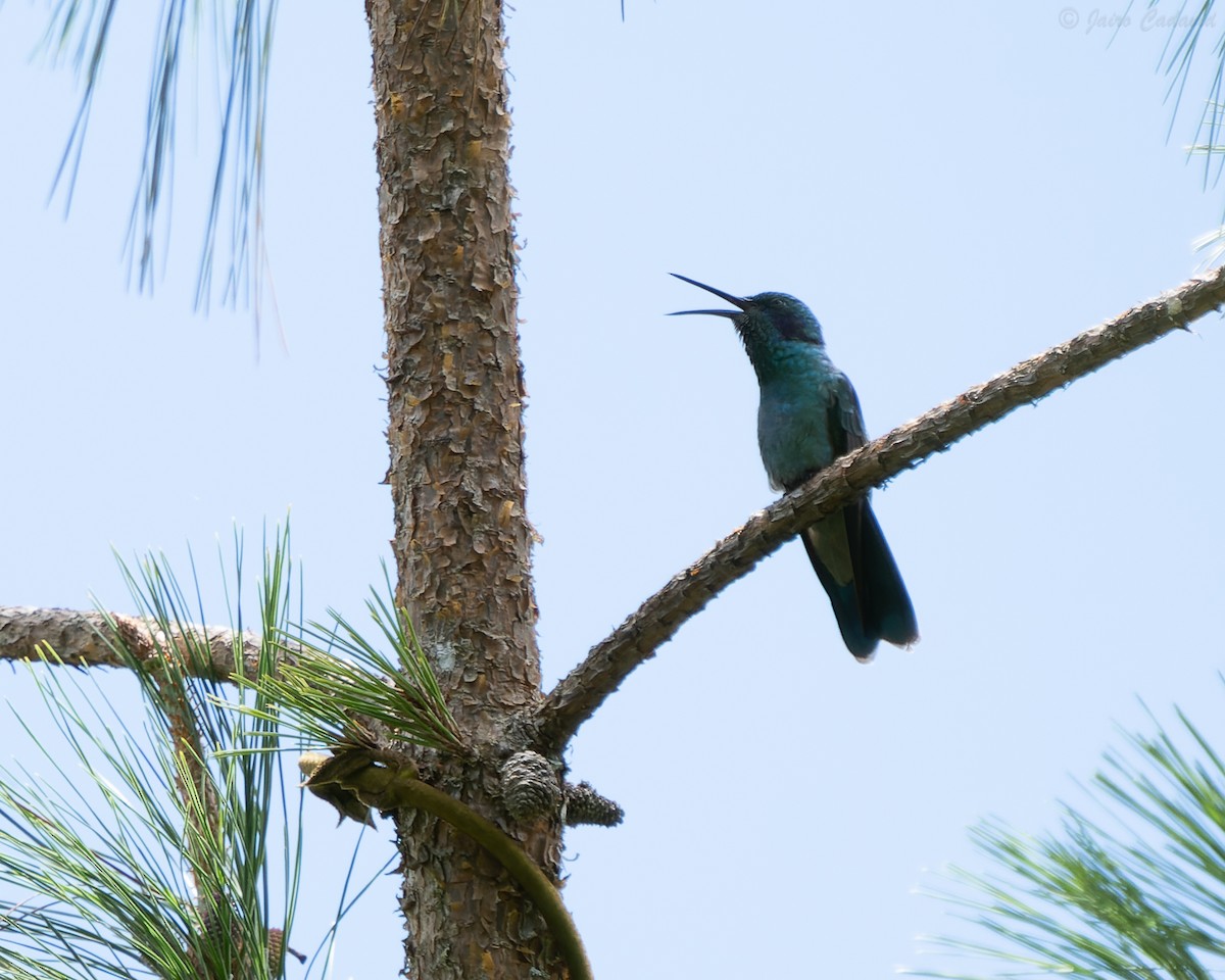 kolibřík modrouchý - ML616968721