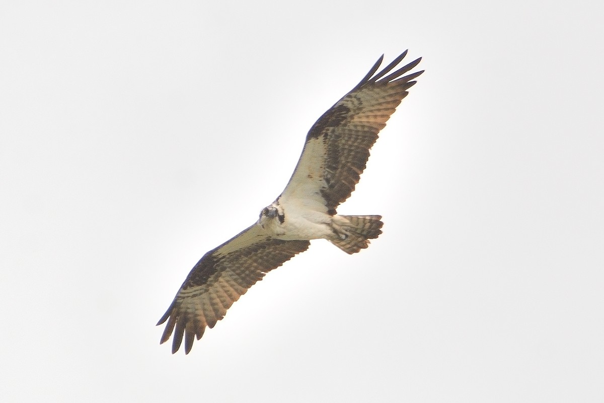 Águila Pescadora - ML616968750