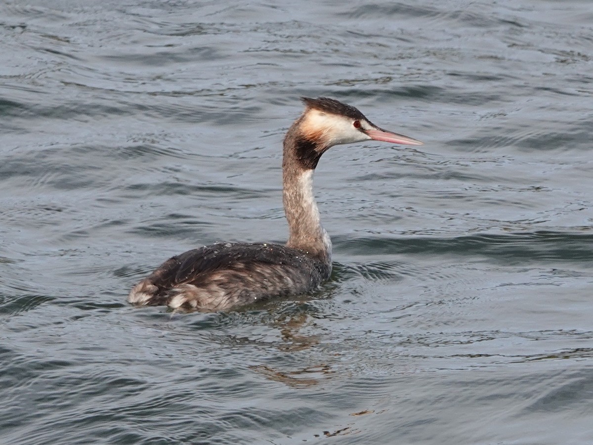 Great Crested Grebe - ML616968756