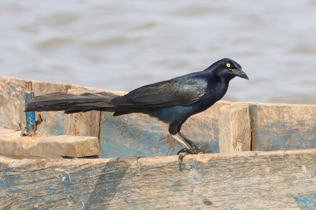Great-tailed Grackle - ML616968839