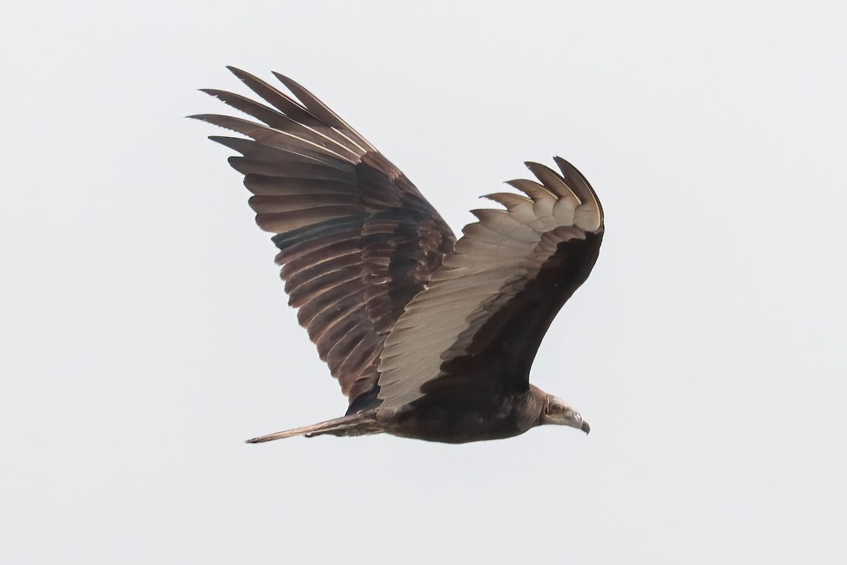 Lesser Yellow-headed Vulture - ML616968845