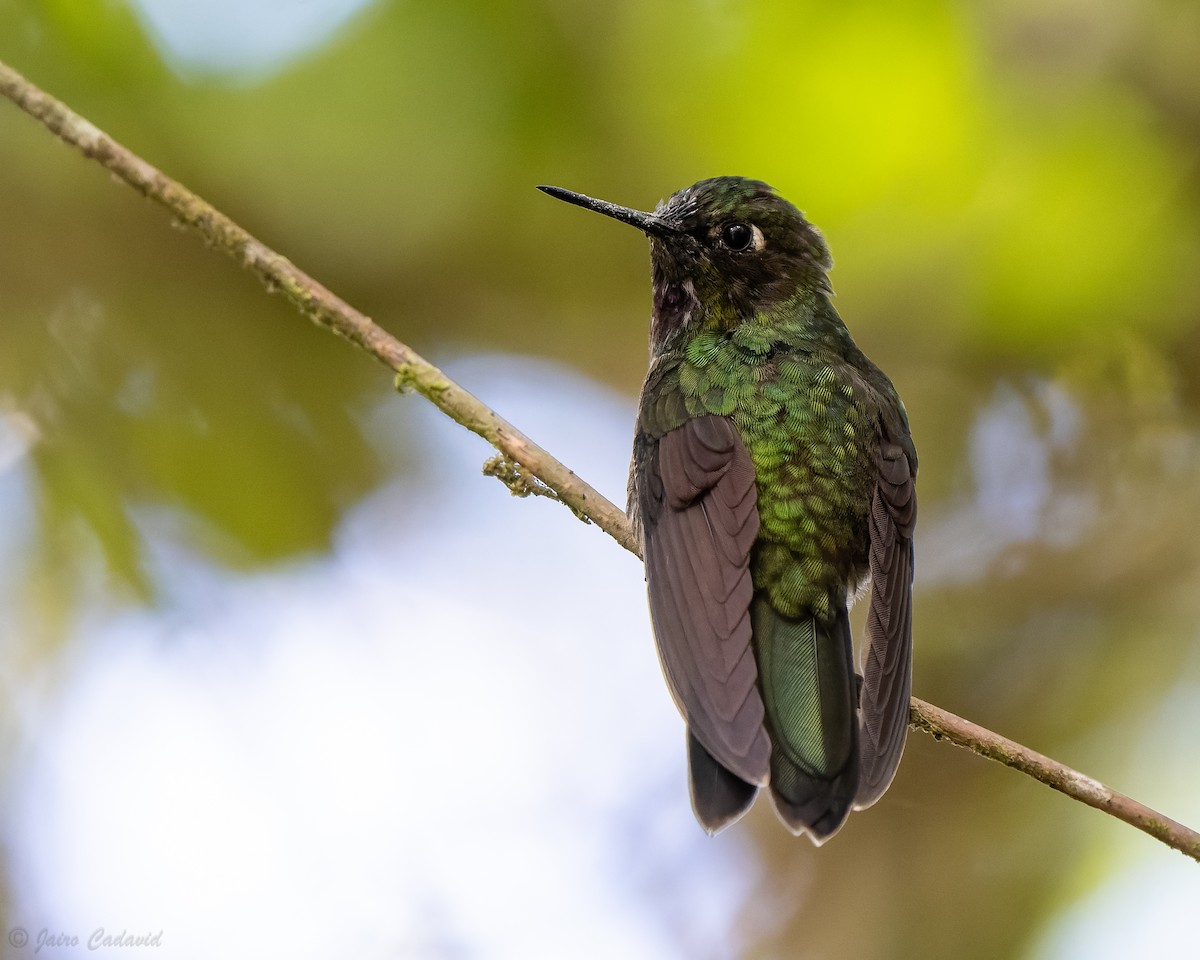 kolibřík turmalinový - ML616969116