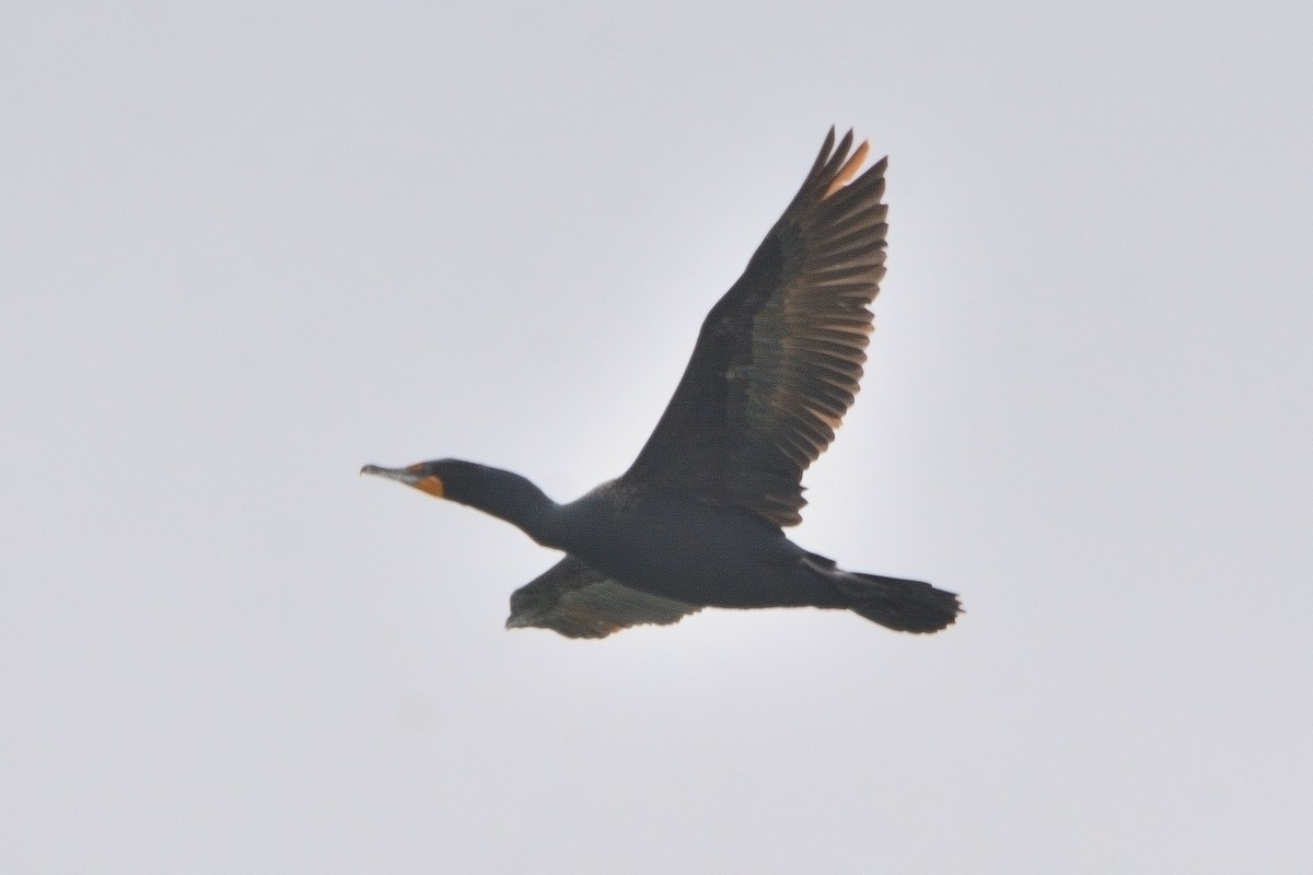 Double-crested Cormorant - ML616969155