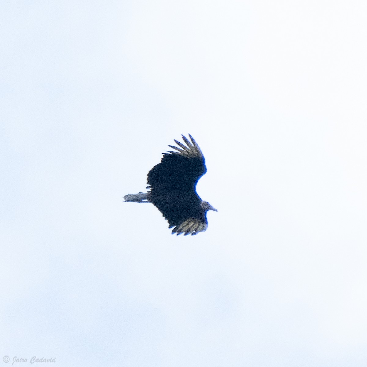 Black Vulture - ML616969158