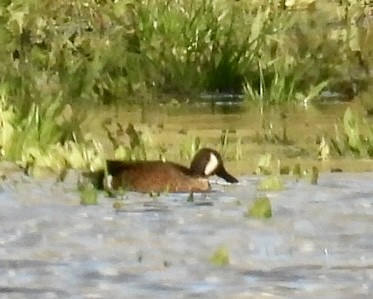 Blue-winged Teal - ML616969306