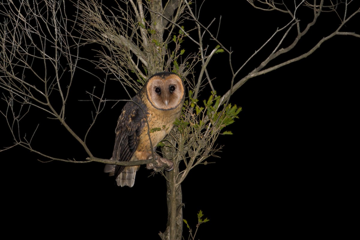 Australian Masked-Owl - ML616969506