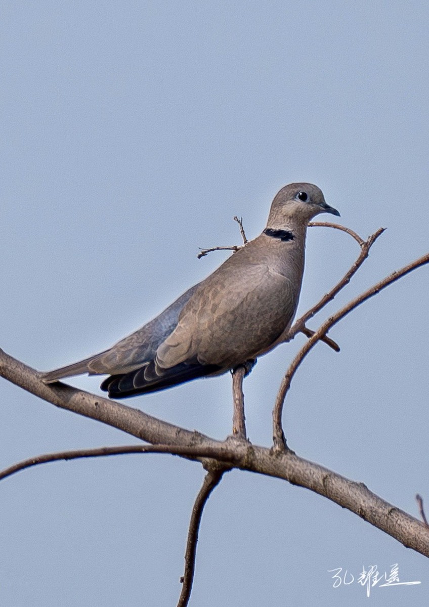 Red Collared-Dove - ML616969553