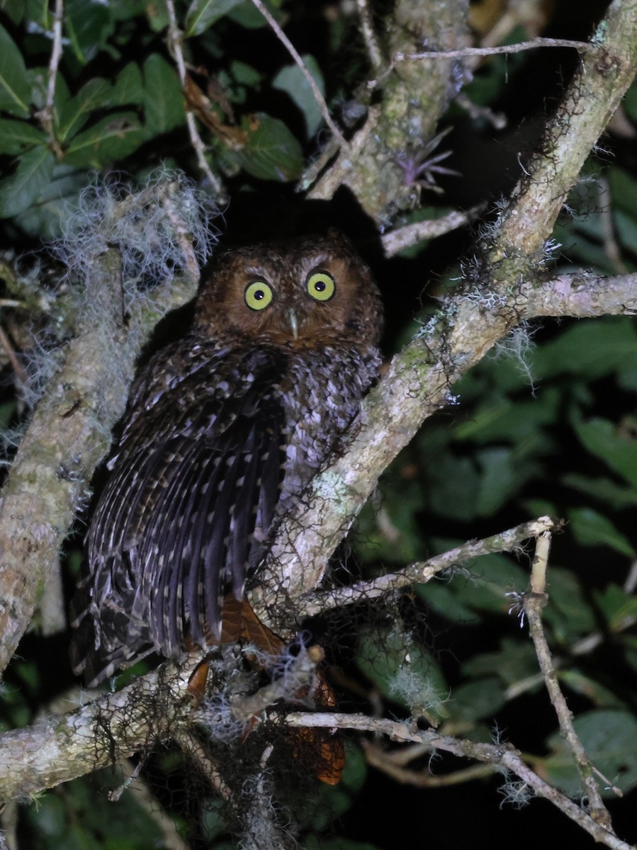 Bare-shanked Screech-Owl - ML616969645