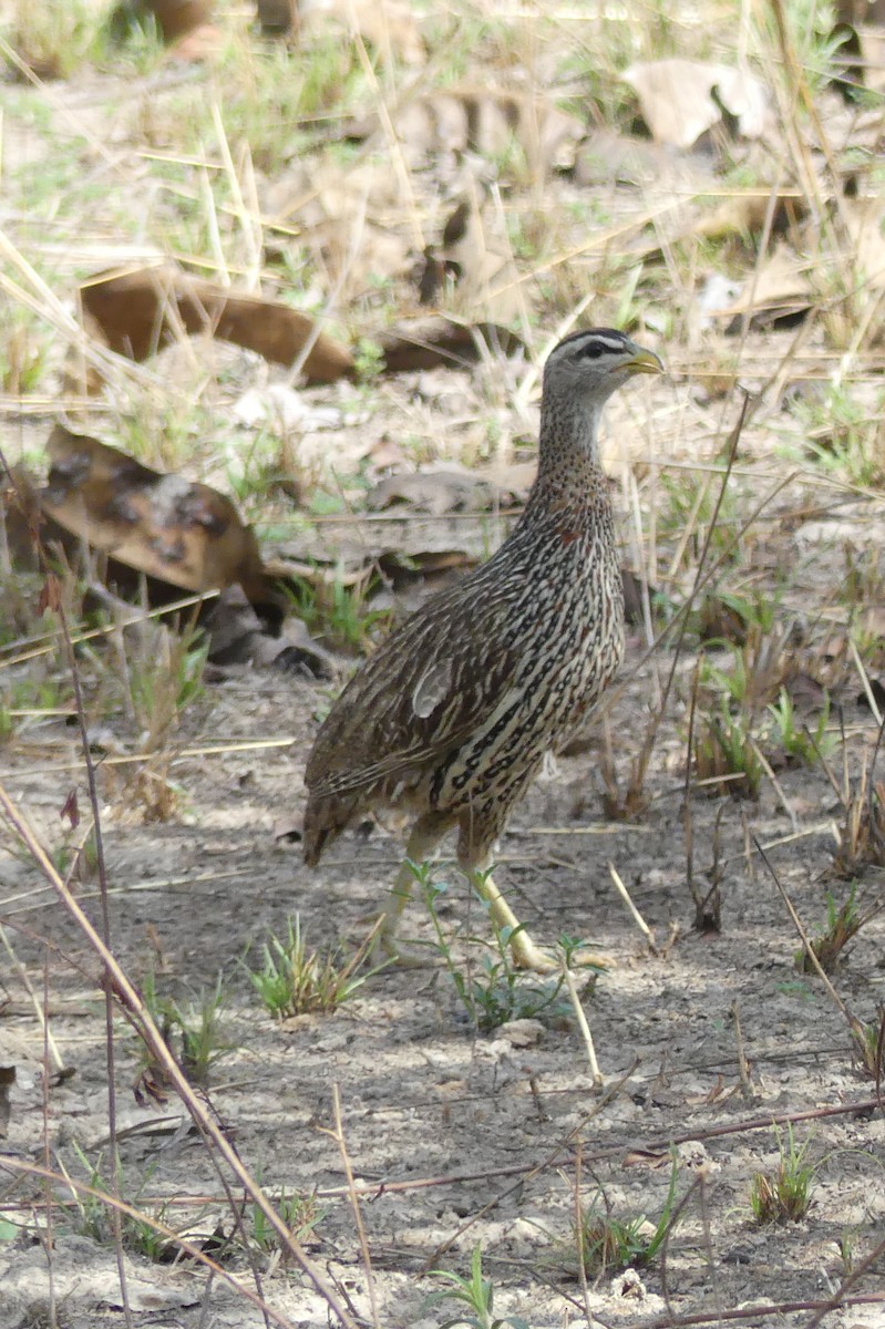 Double-spurred Spurfowl - ML616969660