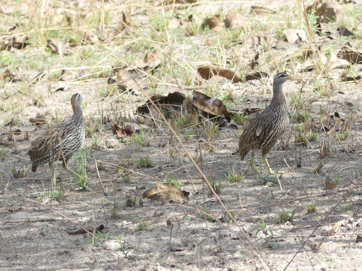 Double-spurred Spurfowl - ML616969690