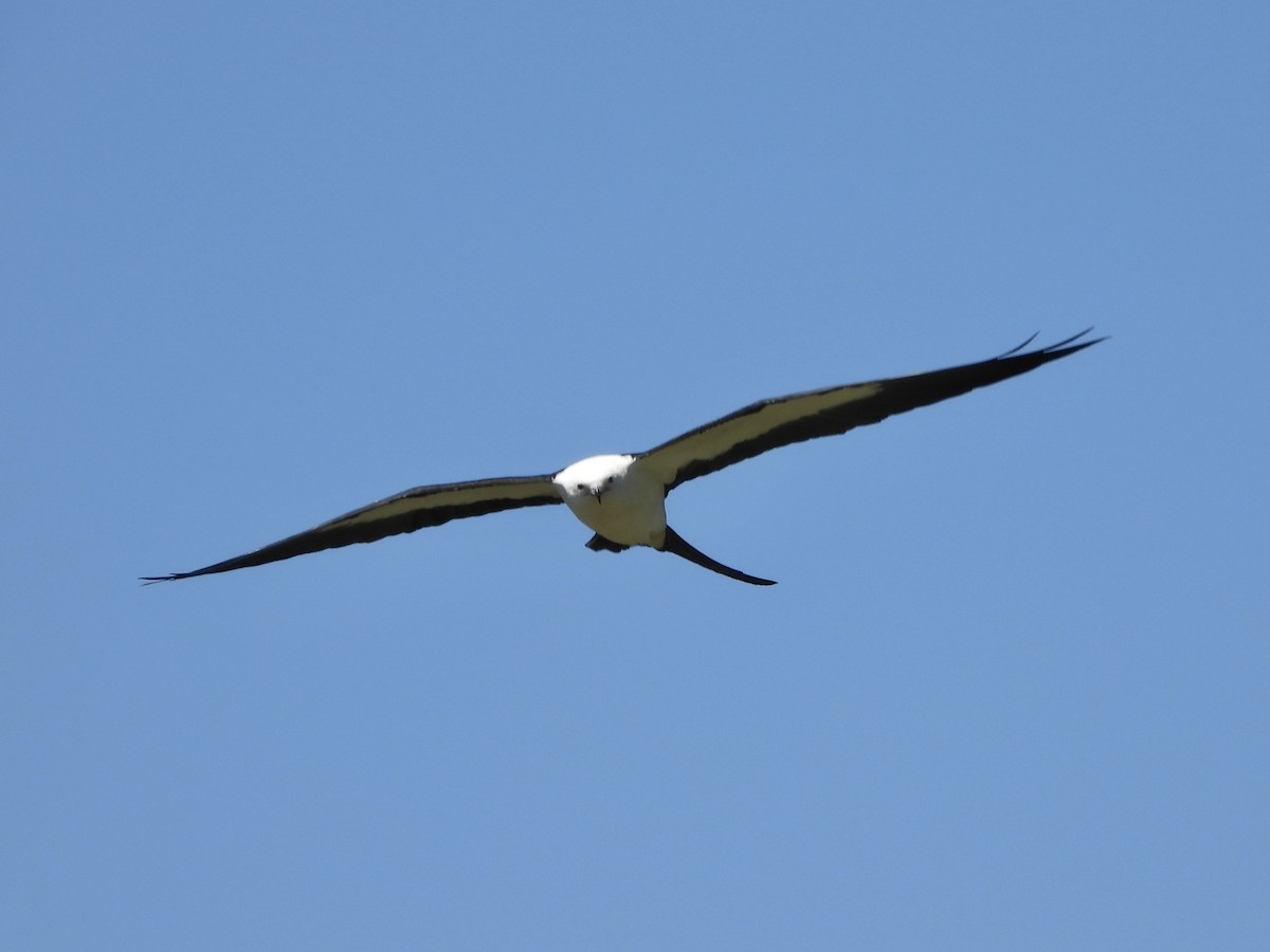 Swallow-tailed Kite - ML616969695