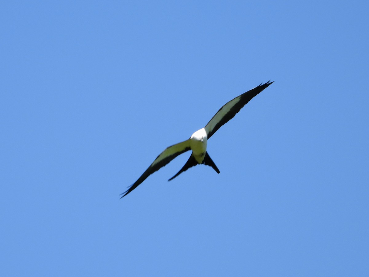 Swallow-tailed Kite - ML616969696