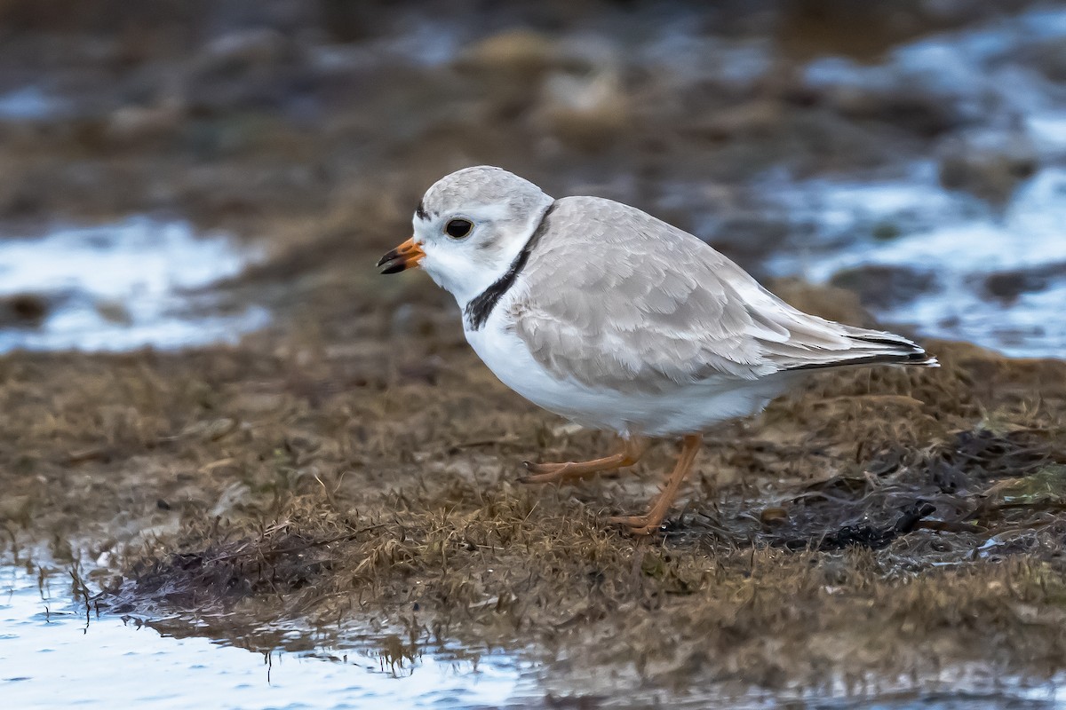 Piping Plover - ML616969793