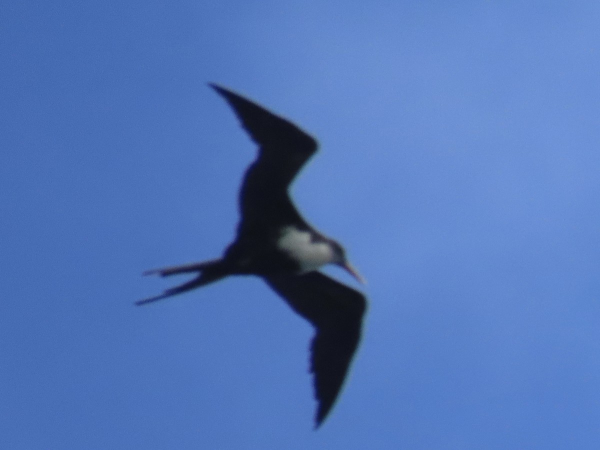 Great Frigatebird - ML616969848