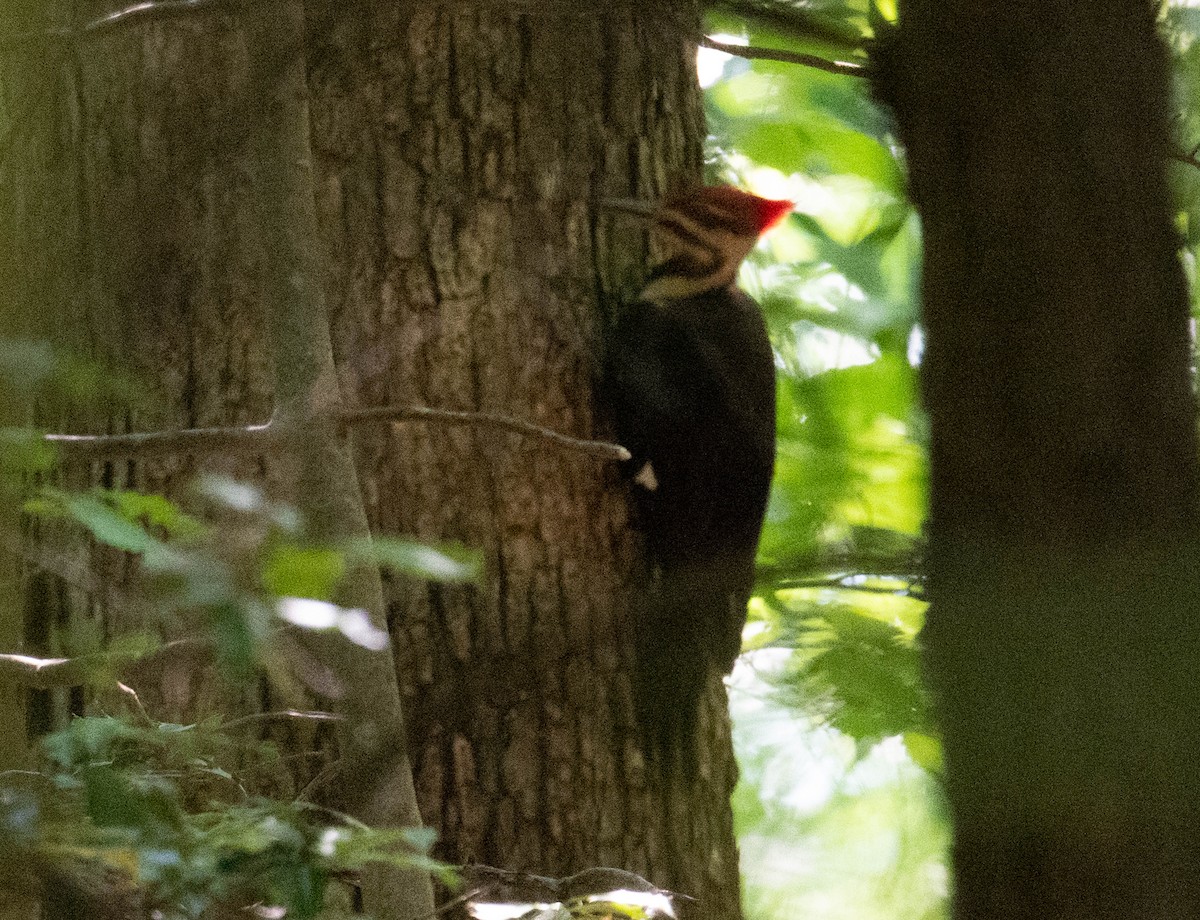 Pileated Woodpecker - ML616969876
