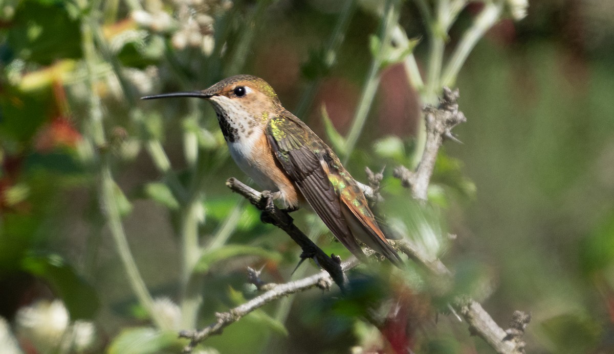 Rufous/Allen's Hummingbird - ML616969877