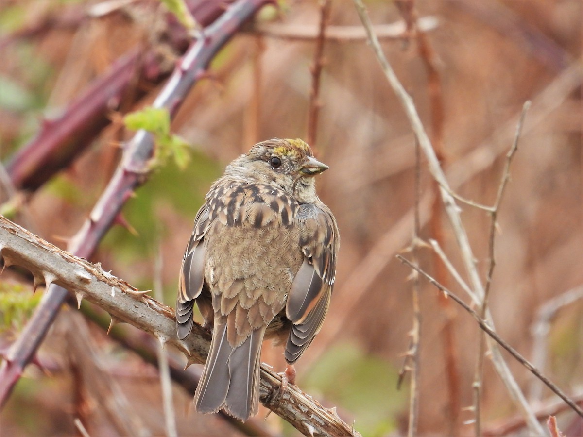 Golden-crowned Sparrow - ML616969915