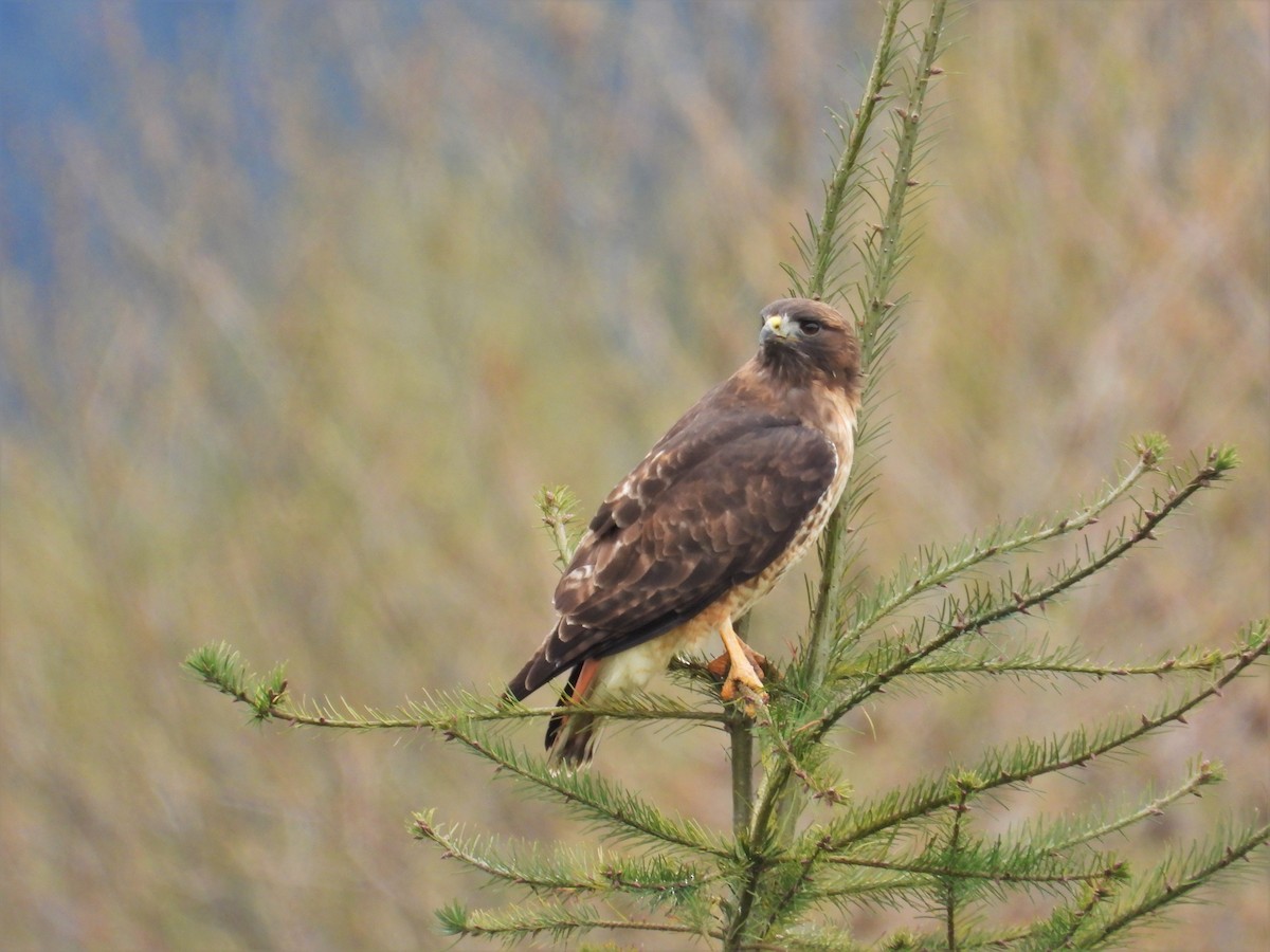 Red-tailed Hawk - ML616969982