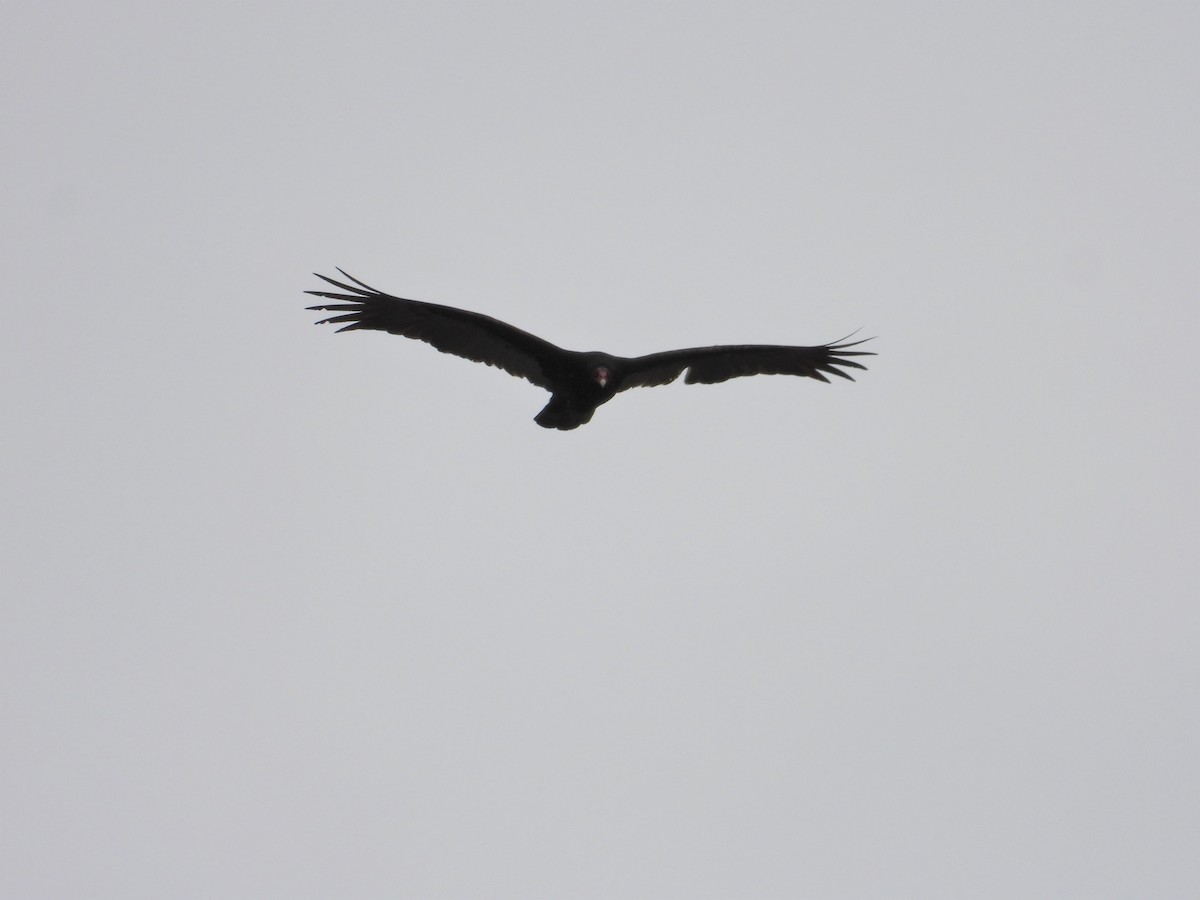 Turkey Vulture - ML616969988