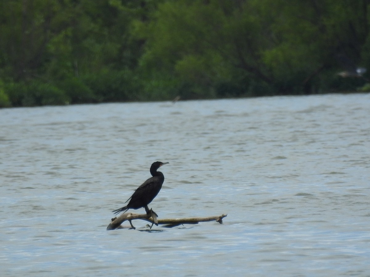 Double-crested Cormorant - Rick Luehrs
