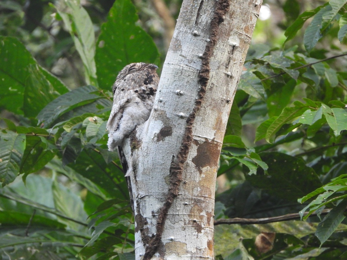 Common Potoo - Henry Griffin
