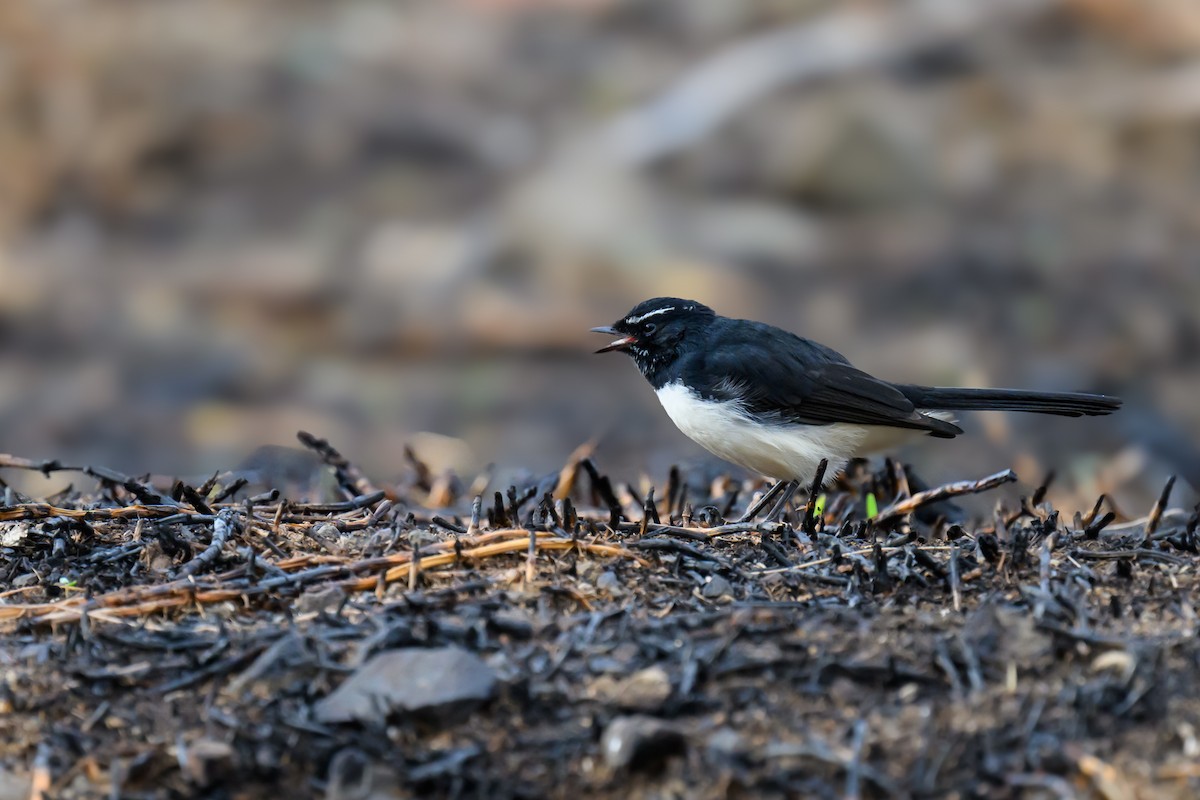 Willie-wagtail - ML616970017