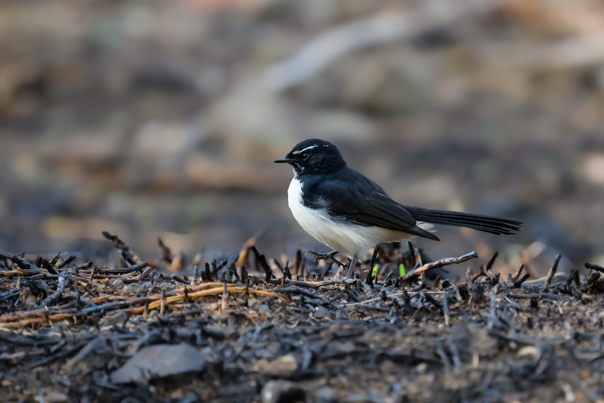 Willie-wagtail - ML616970018