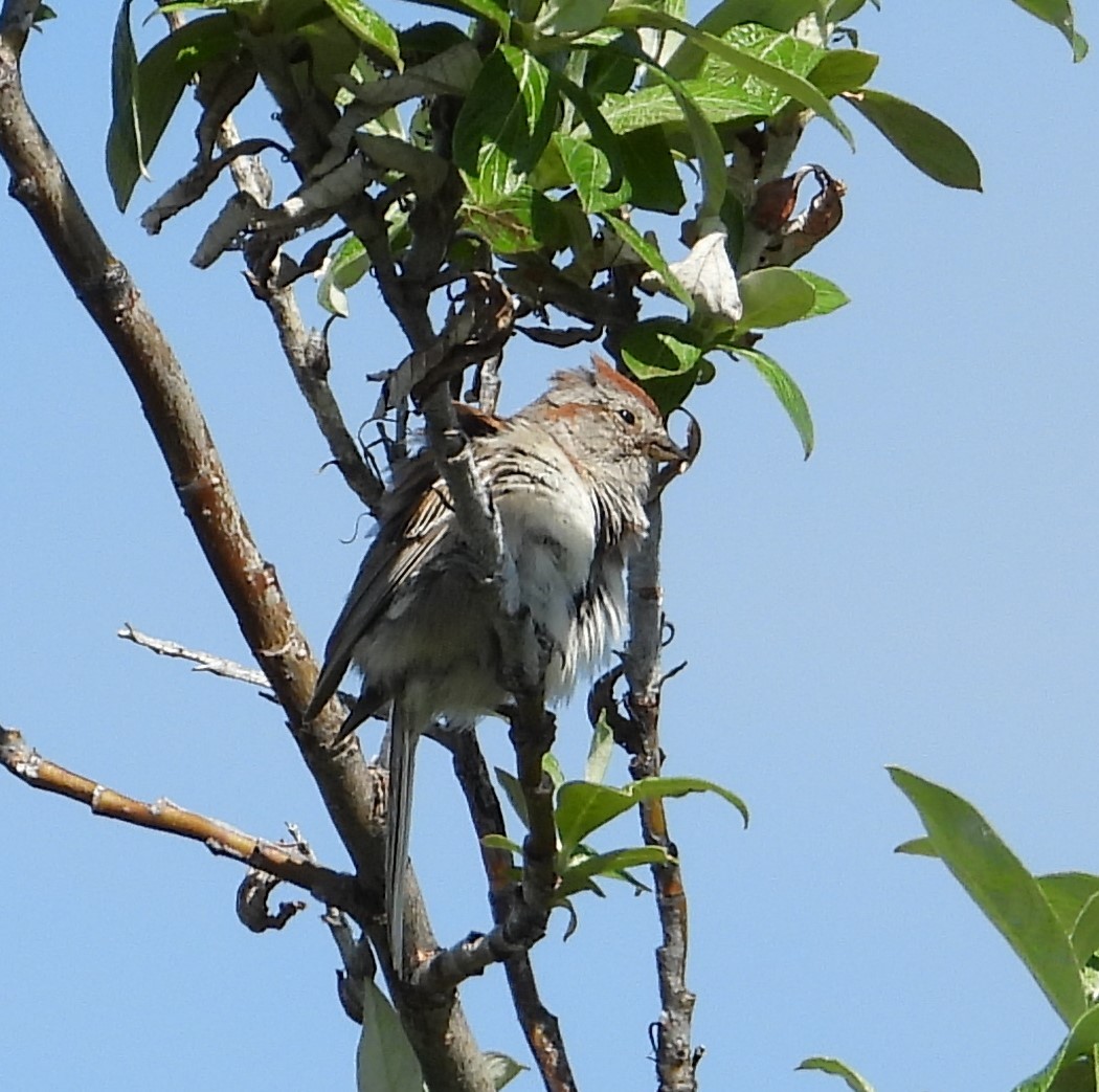 American Tree Sparrow - ML616970059