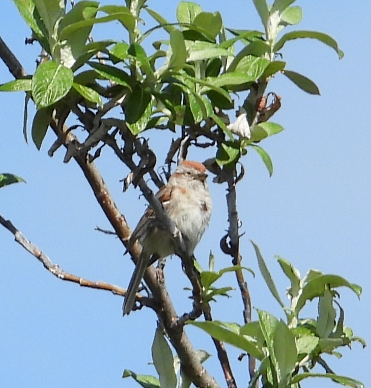 American Tree Sparrow - ML616970077