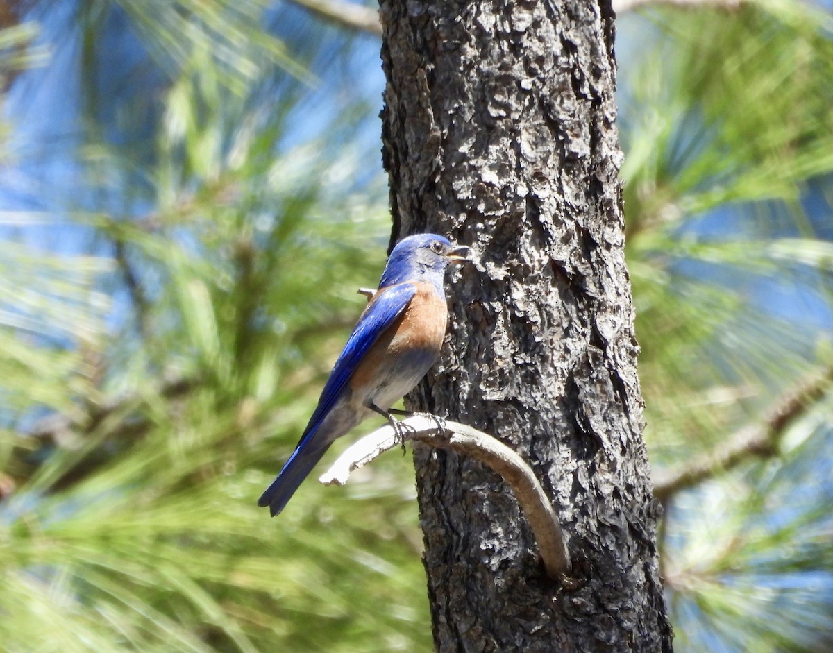 eBird Checklist - 4 Apr 2024 - Mt. Lemmon--Rose Canyon and Lake - 9 species