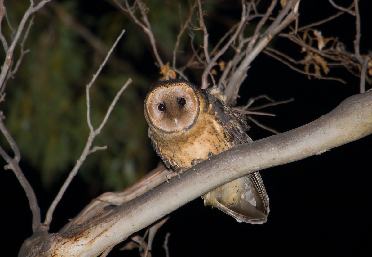 Australian Masked-Owl - ML616970336
