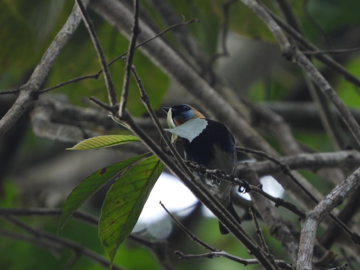 Golden-hooded Tanager - Henry Griffin