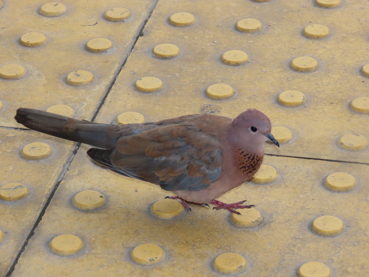 Laughing Dove - ML616970497
