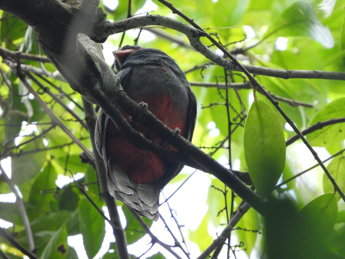 Black-tailed Trogon - Henry Griffin