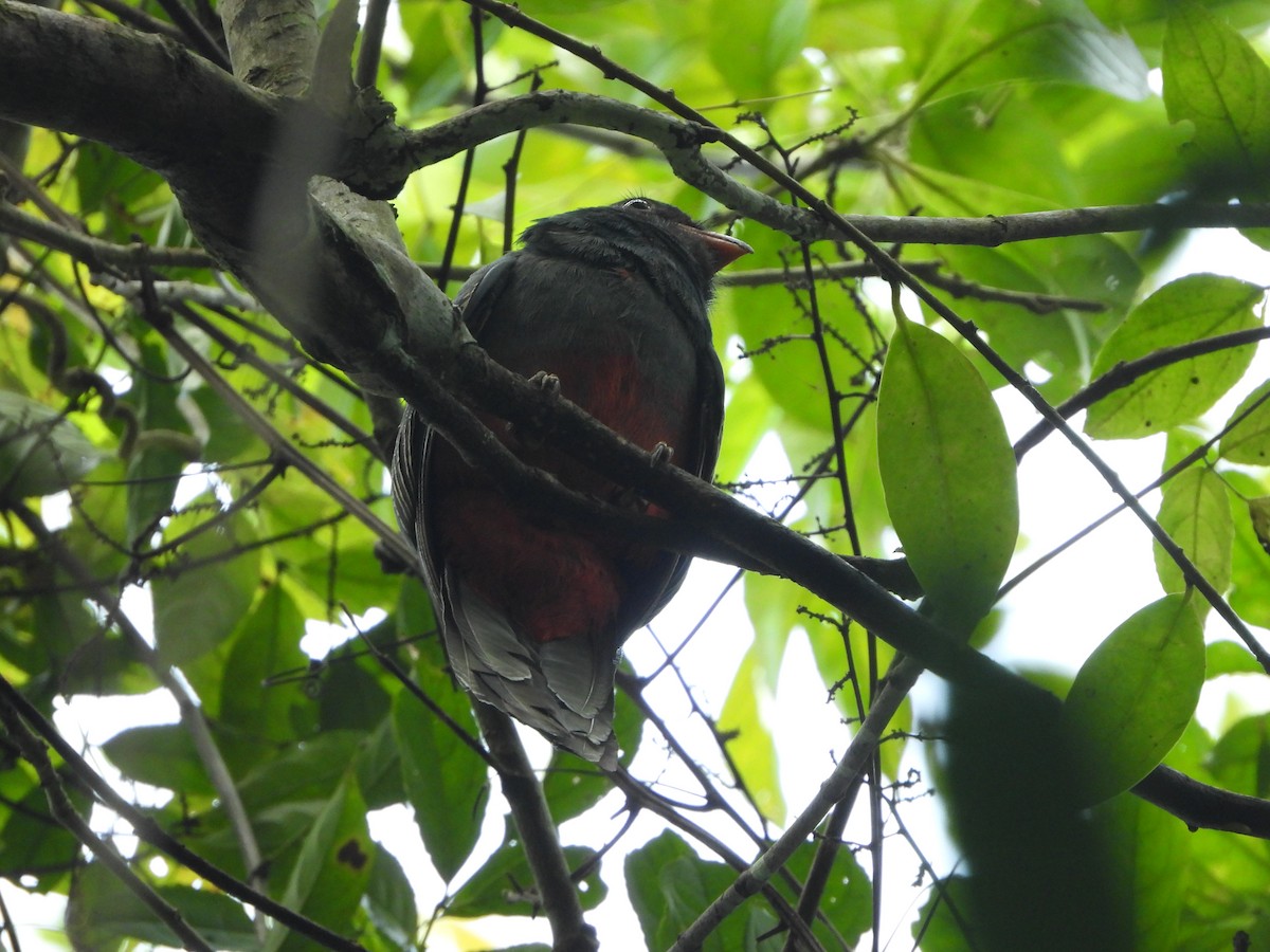 Black-tailed Trogon - Henry Griffin