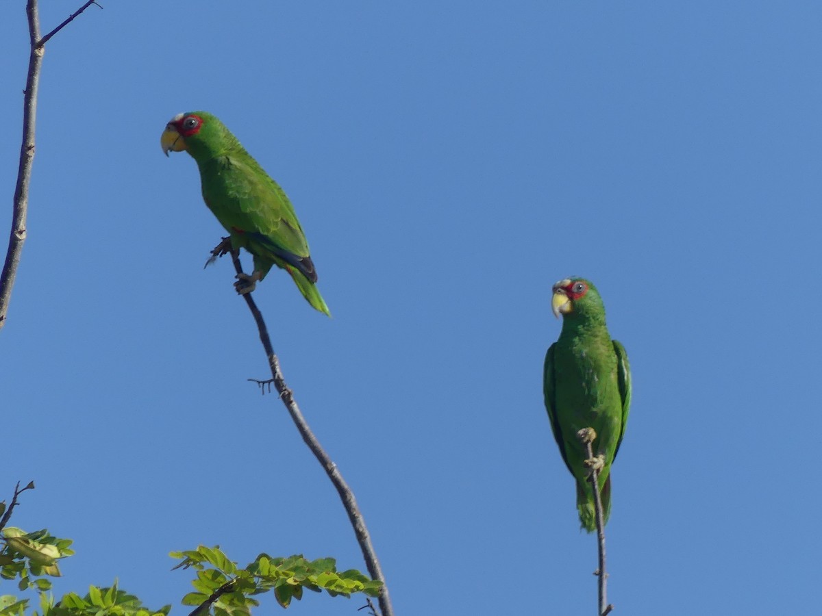 White-fronted Parrot - ML616970567