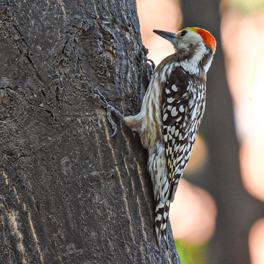 Yellow-crowned Woodpecker - ML616970591