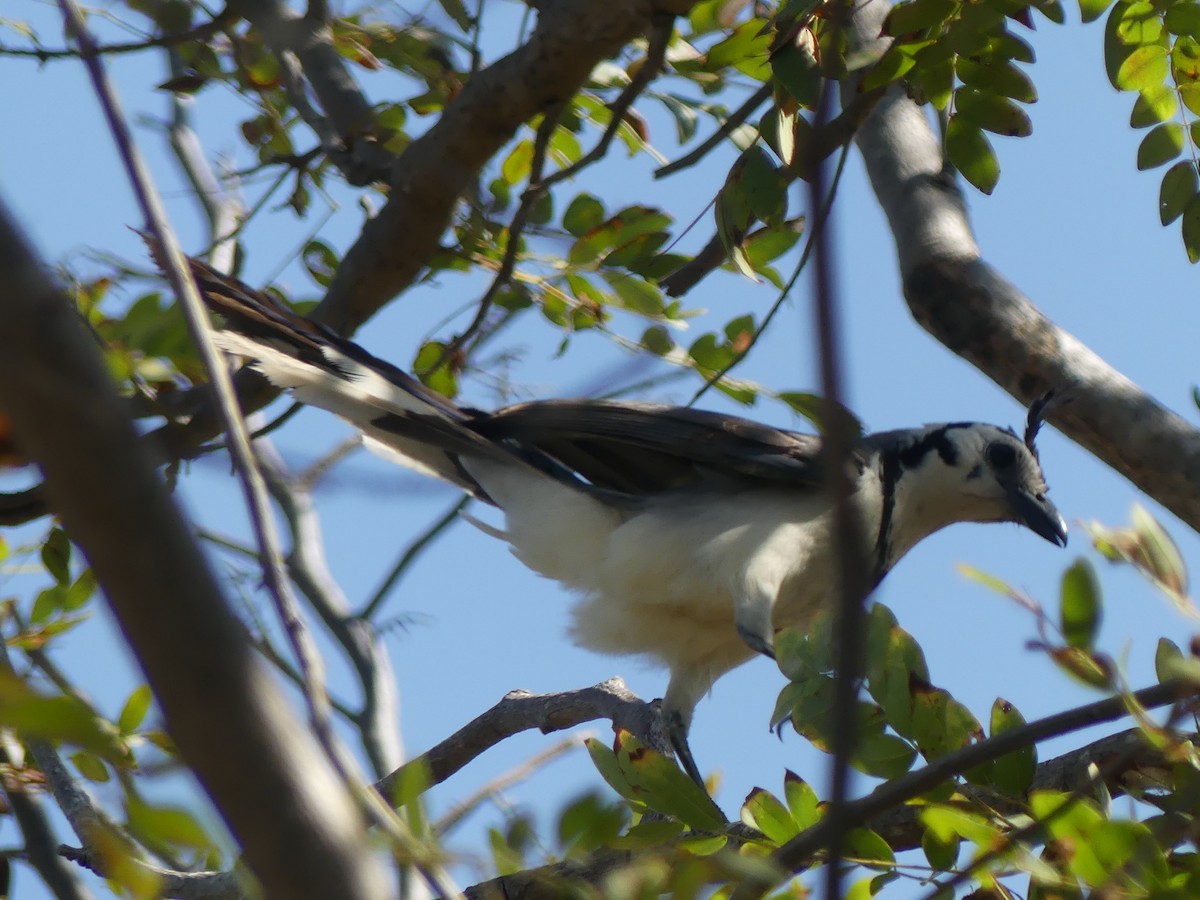 White-throated Magpie-Jay - ML616970770