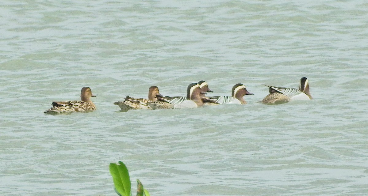 Taiwan Bird Atlas Checklist - 6 Apr 2024 - 台北--蘆洲堤防(Taipei--Luzhou ...