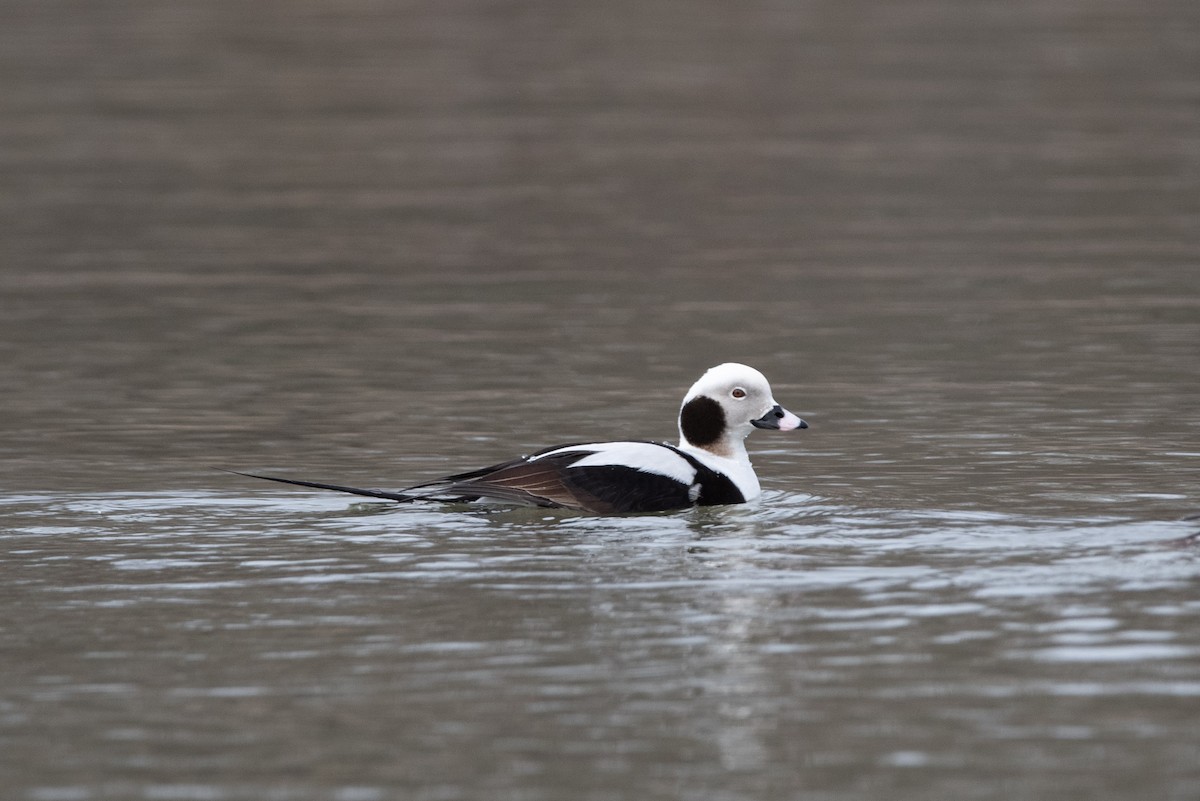 Long-tailed Duck - Andrew Brown