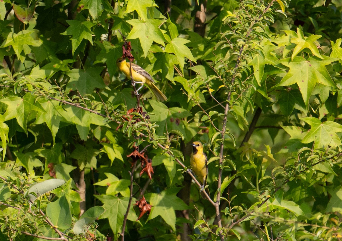 Orchard Oriole - ML616970915