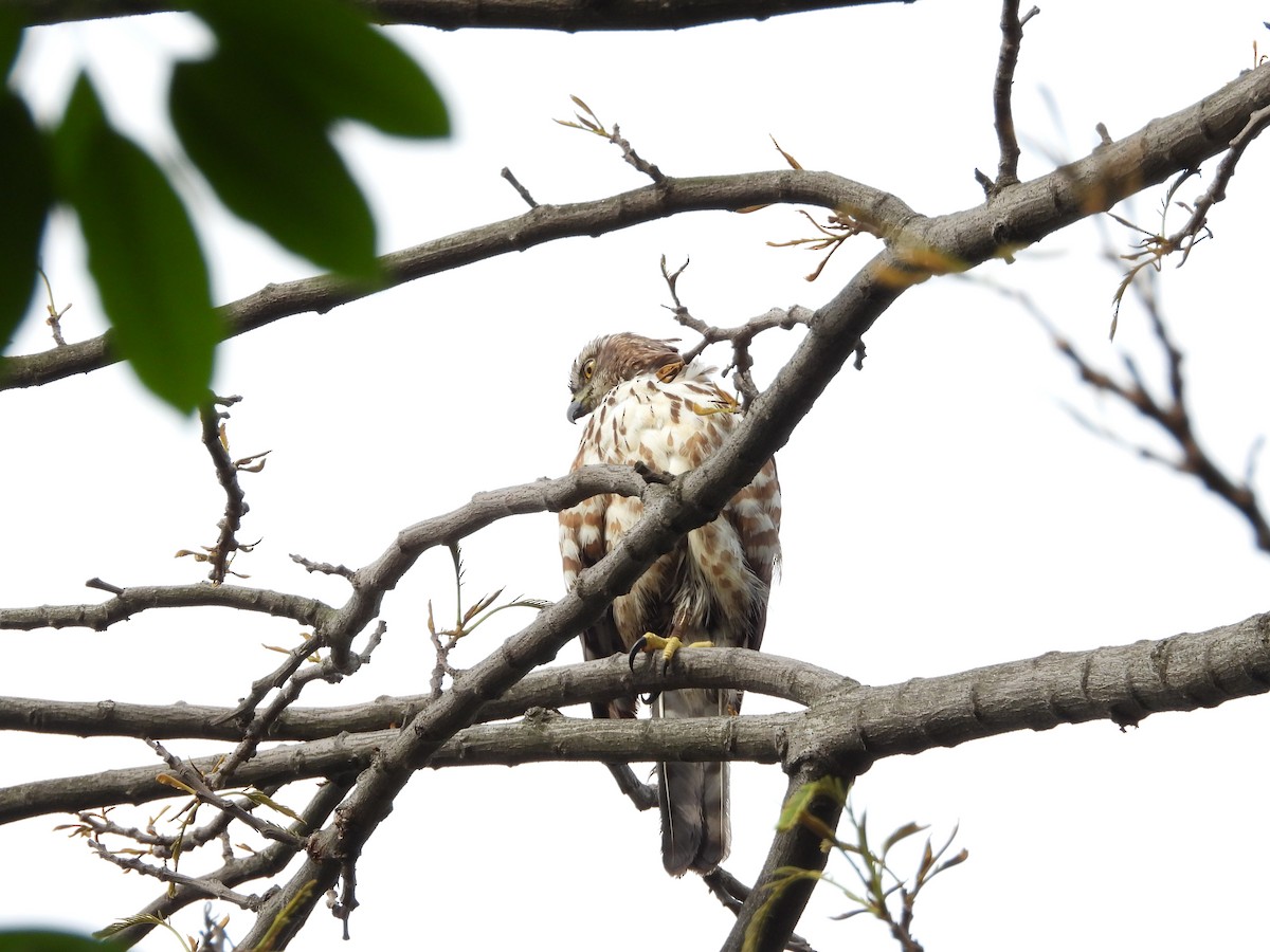 Ebird Taiwan Checklist - 6 Apr 2024 - 台北--台北植物園(taipei--taipei 