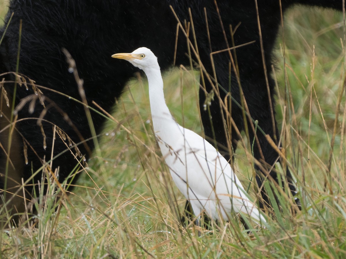 Eastern Cattle Egret - Patrick Cox